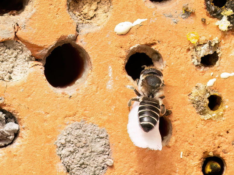 Megachile rotundata (Weibchen)