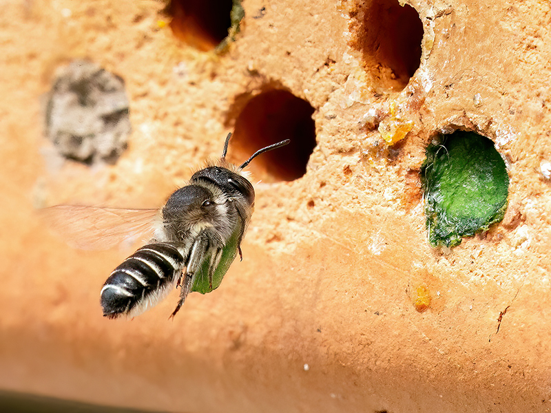 Megachile rotundata (Weibchen)