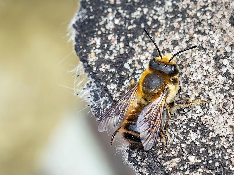 Megachile willughbiella (Männchen)