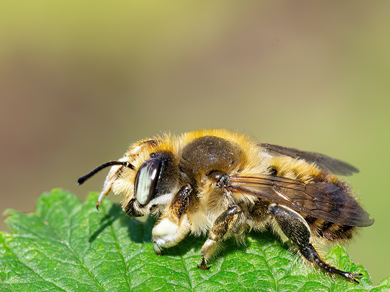 Megachile willughbiella (Männchen)