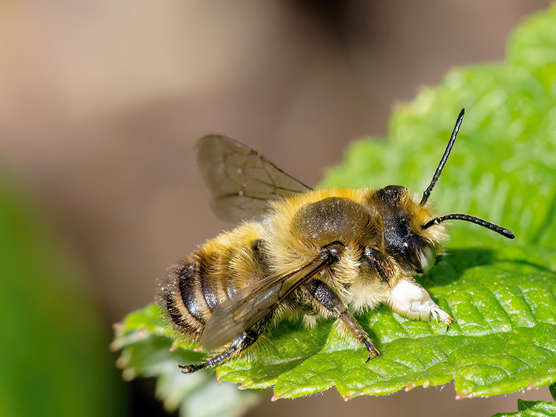 Megachile willughbiella (Männchen)