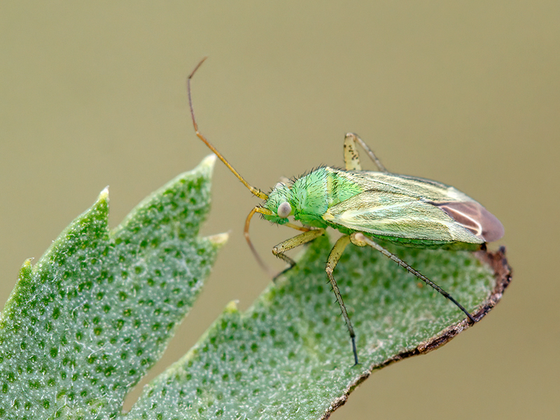 Megalocoleus tanaceti