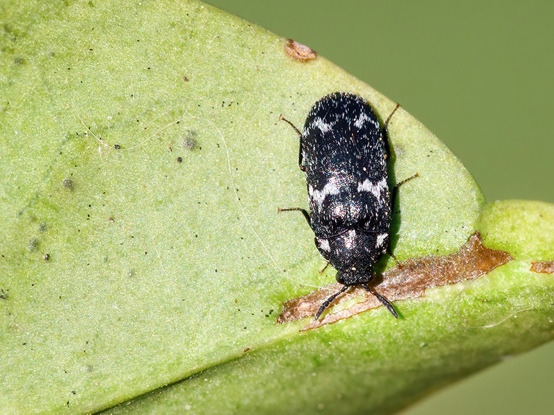 Megatoma undata (Männchen)