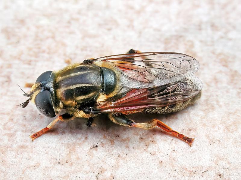 Merodon moenium (Weibchen)