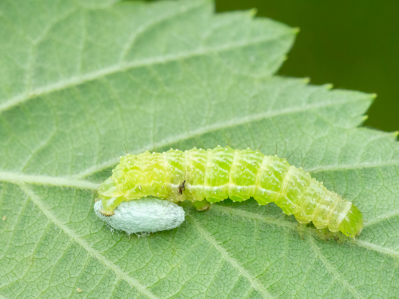 Kokon eines primären Parasitoiden, einem Braconiden der Unterfamilie Microgastrinae an einer Raupe der Familie Plusiinae