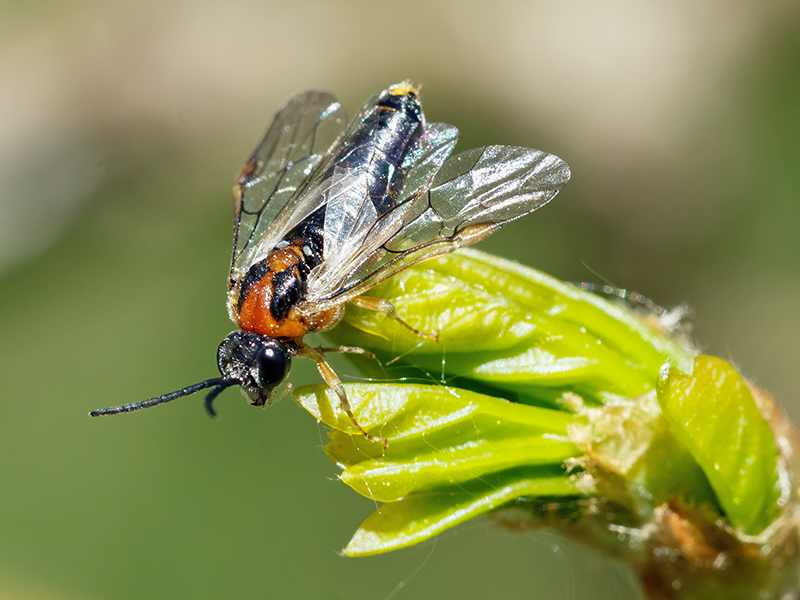 Mesoneura opaca