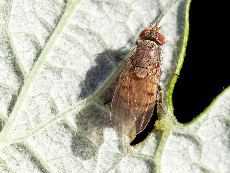 Minettia fasciata agg.