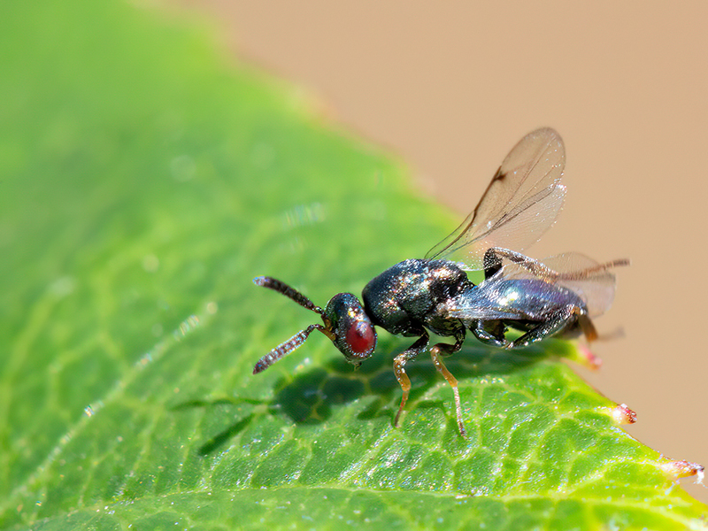 Monodontomerus obscurus (Männchen)