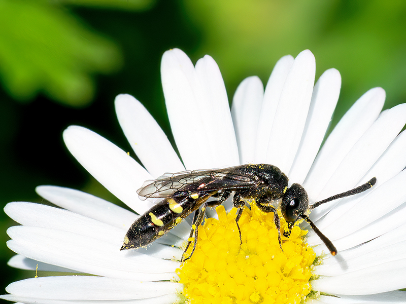 Monosapyga clavicornis