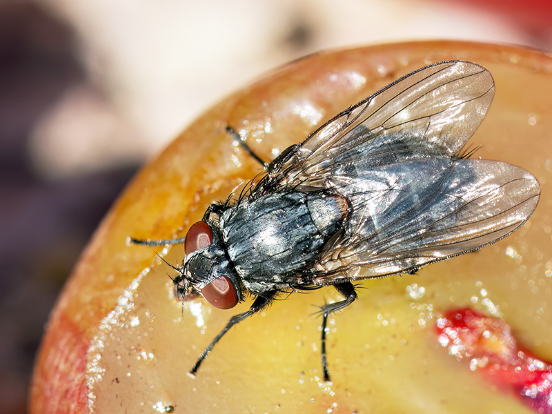 Muscina levida (Weibchen)