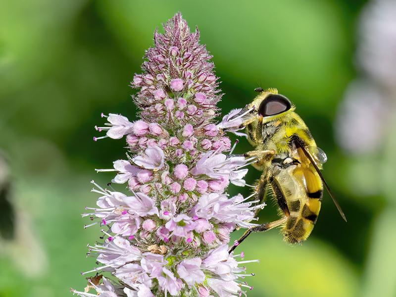 Myathropa florea (Männchen)