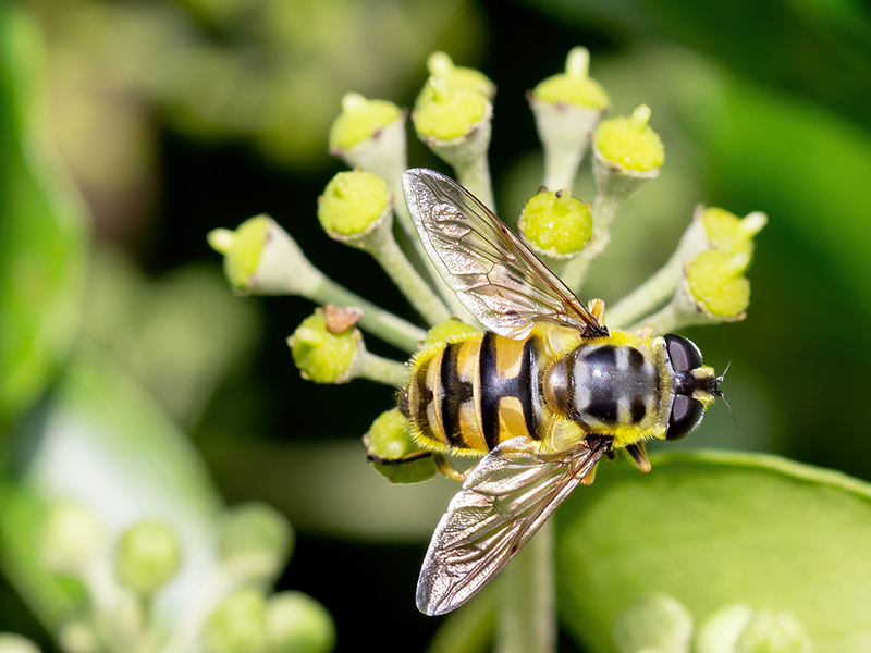 Myathropa florea (Weibchen)