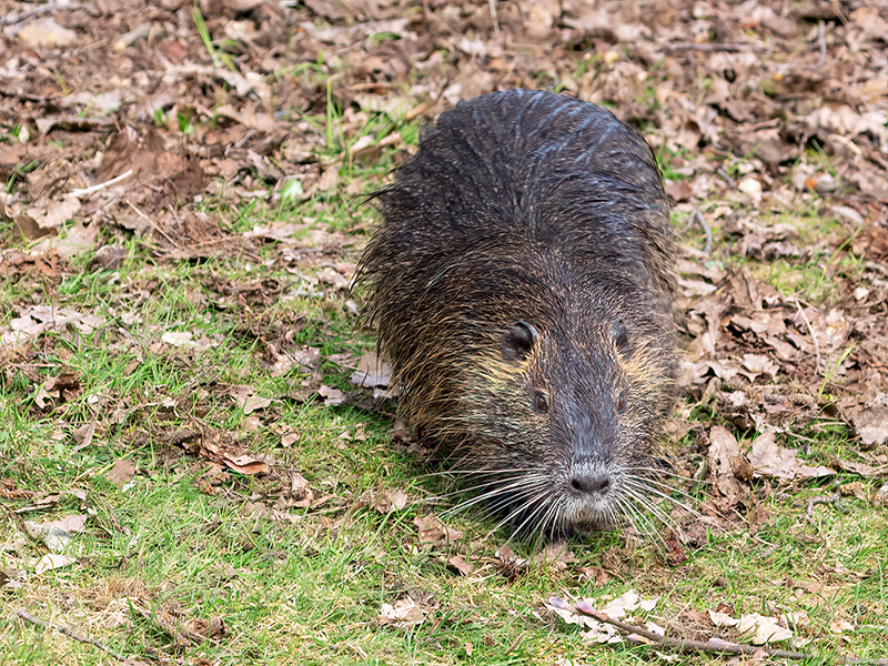 Myocastor coypus