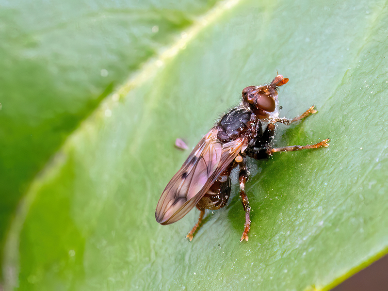 Myopa tessellatipennis (Weibchen)