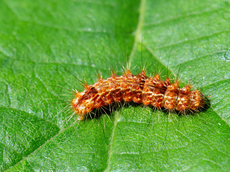 Nola confusalis (Raupe)