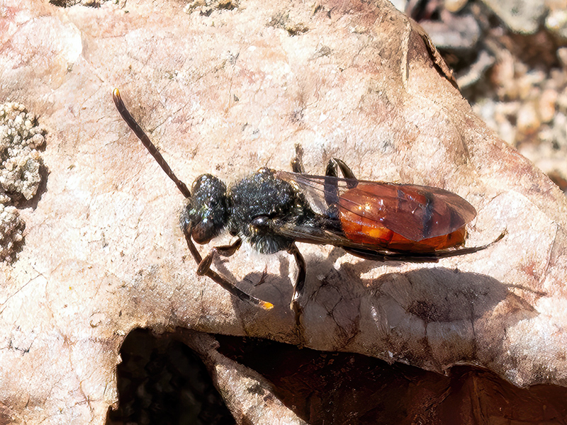 Nomada fabriciana