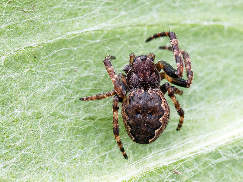 Nuctenea umbratica