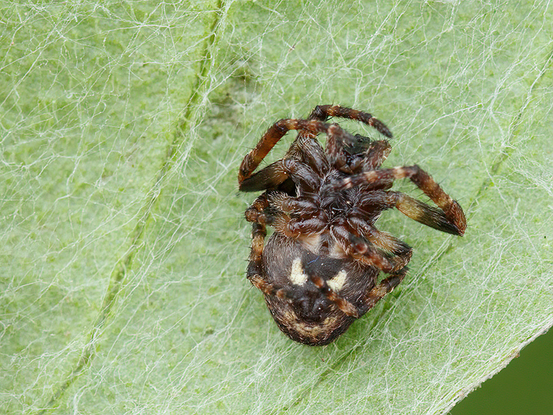 Nuctenea umbratica