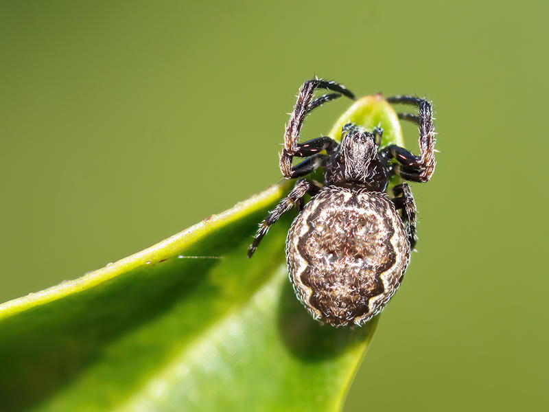 Nuctenea umbratica (Jungtier)