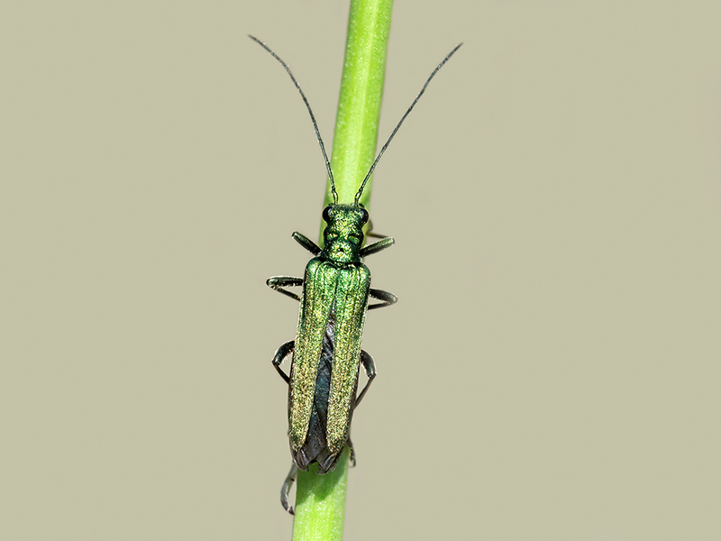 Oedemera nobilis (Weibchen)