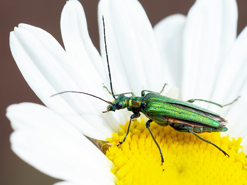 Oedemera nobilis (Weibchen)