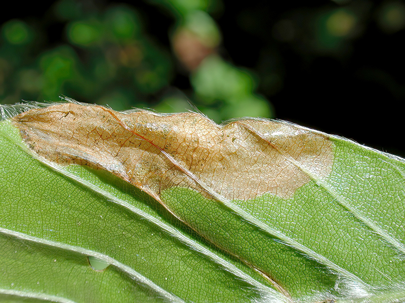 Orchestes fagi (Blattmine)