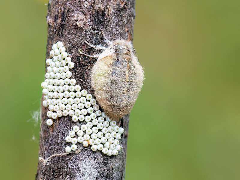 Orgyia antiqua (Eiablage)