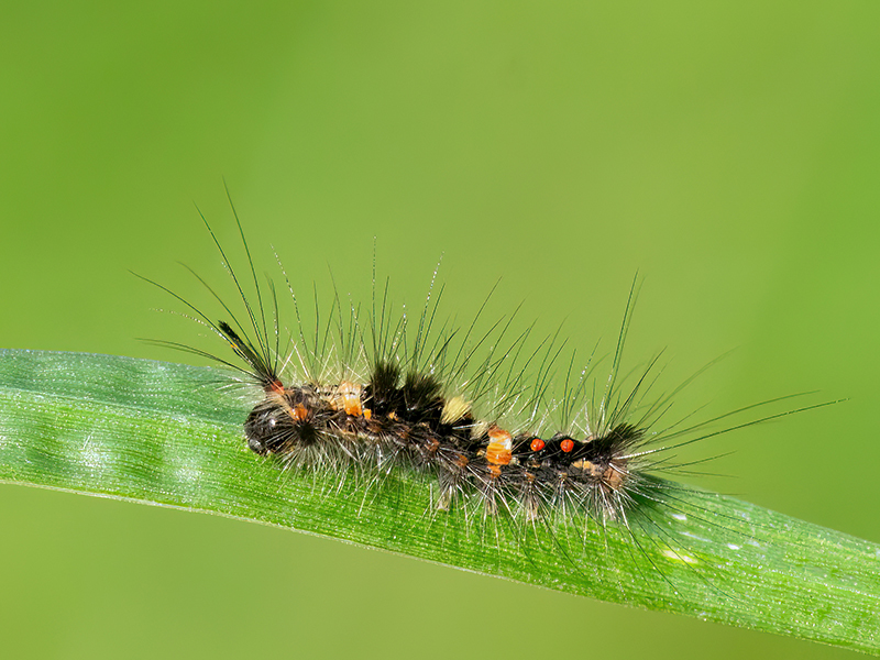 Orgyia antiqua (Jungraupe)