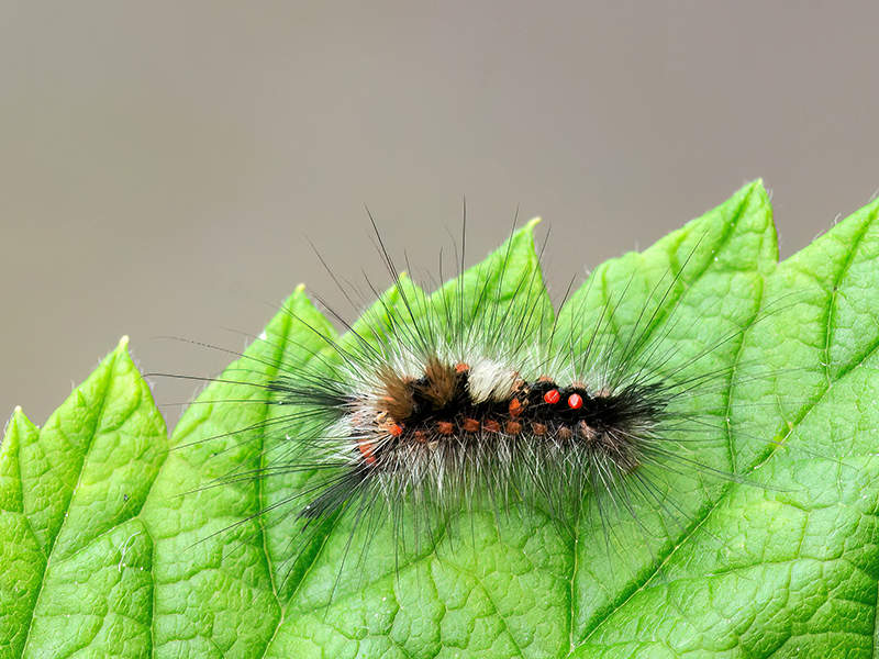 Orgyia antiqua (Jungraupe)