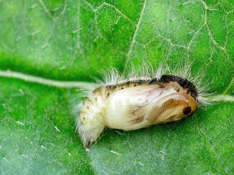 Orgyia antiqua (Puppe)