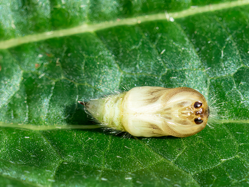 Orgyia antiqua (Puppe)