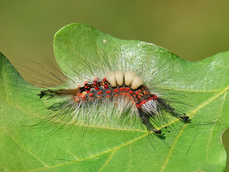Orgyia antiqua (Raupe)