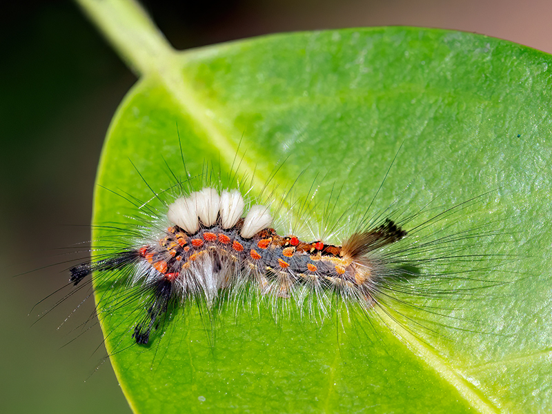 Orgyia antiqua (Raupe)