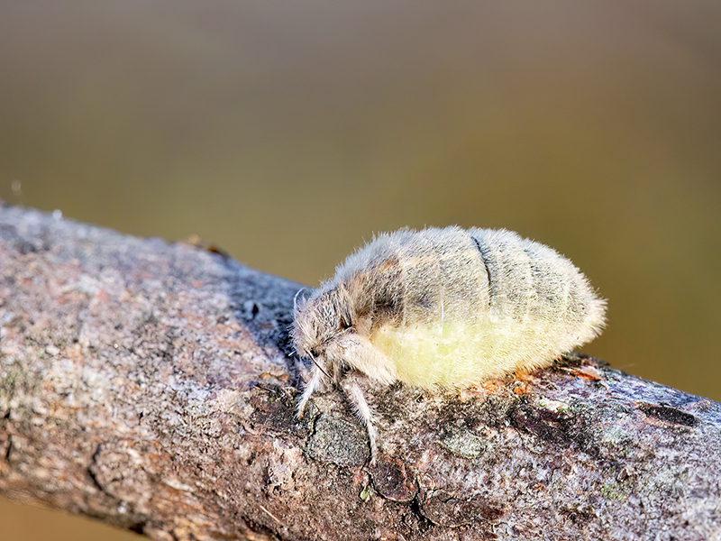 Orgyia antiqua (Weibchen)