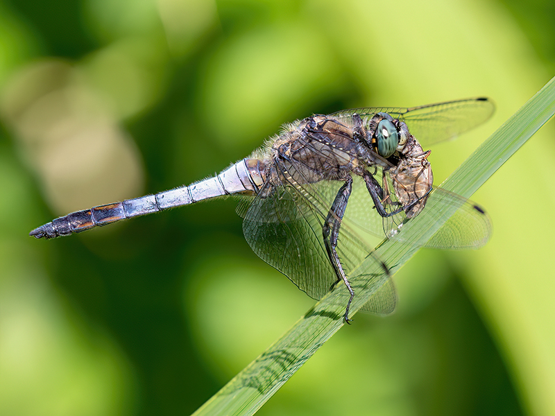 Orthetrum cancellatum