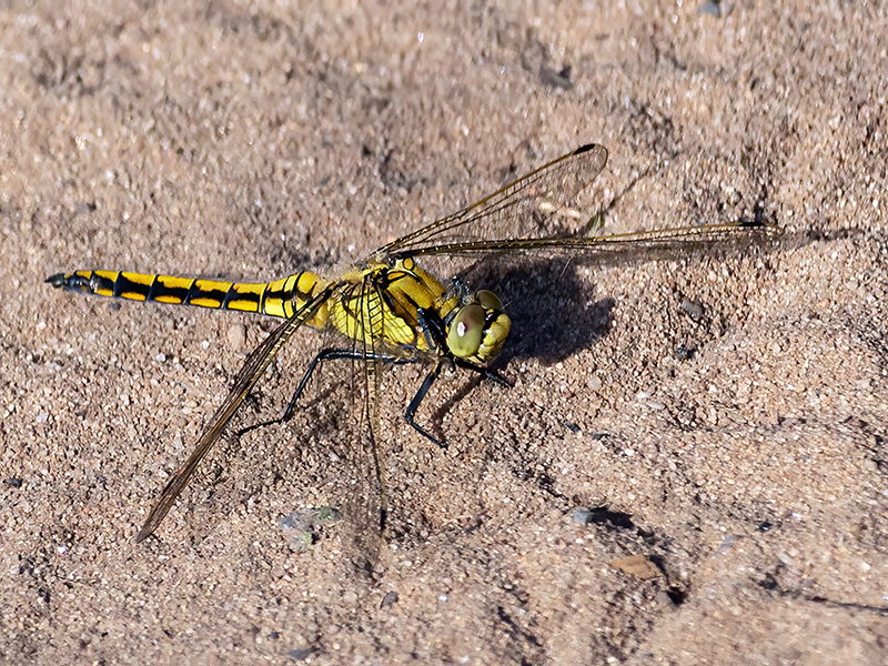 Orthetrum cancellatum (Männchen, jung)