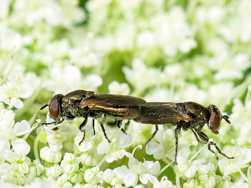 Orthonevra nobilis (Paarung)