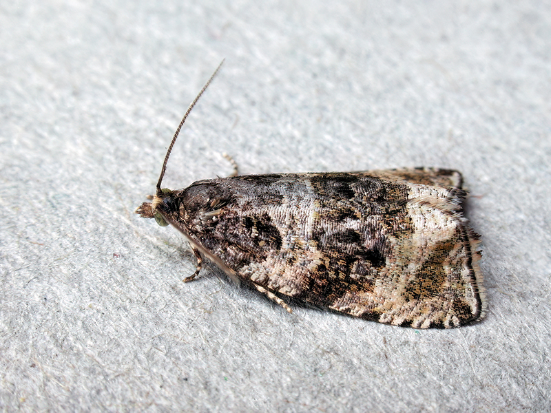 Orthotaenia undulana