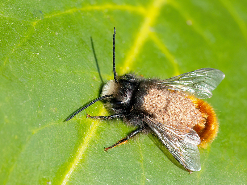 Osmia cornuta (Männchen mit Milbenbefall von Chaetodactylus osmiae)