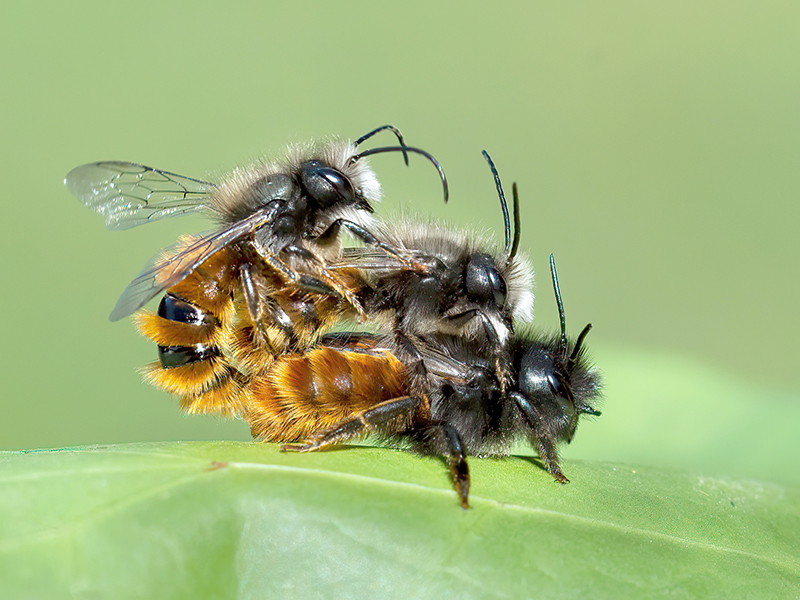 Osmia cornuta  (Weibchen mit 2 Männchen)