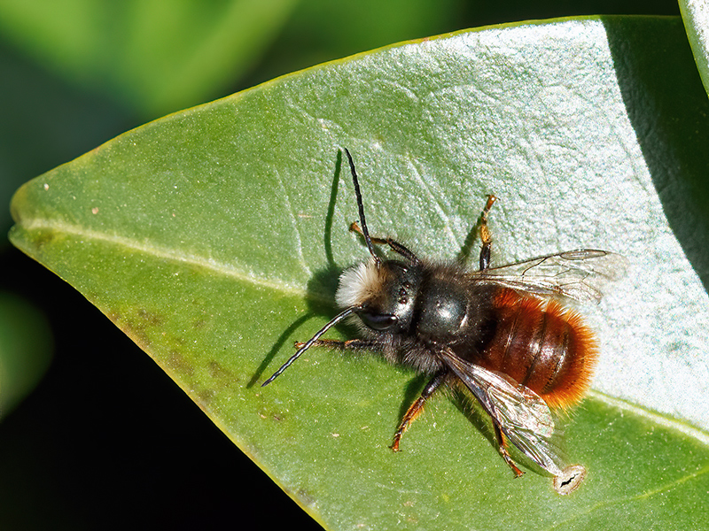 Osmia cornuta (Männchen)