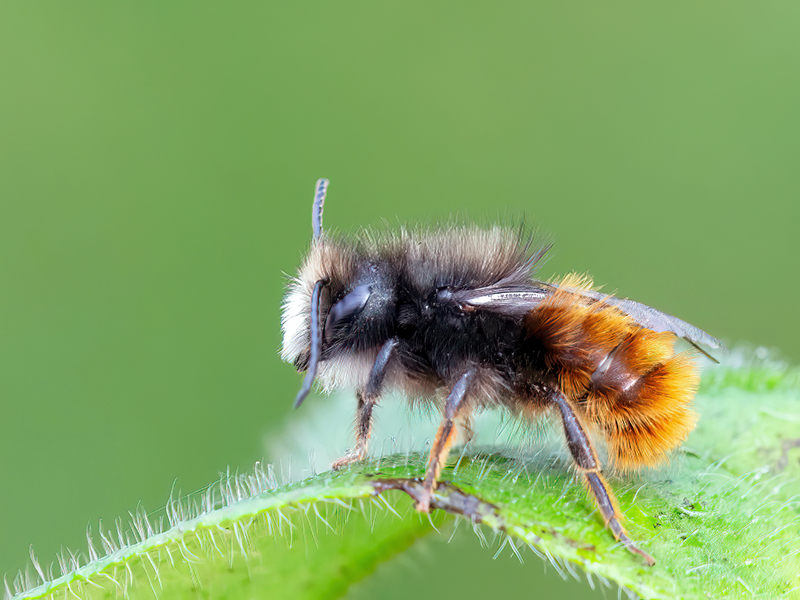 Osmia cornuta (Männchen)