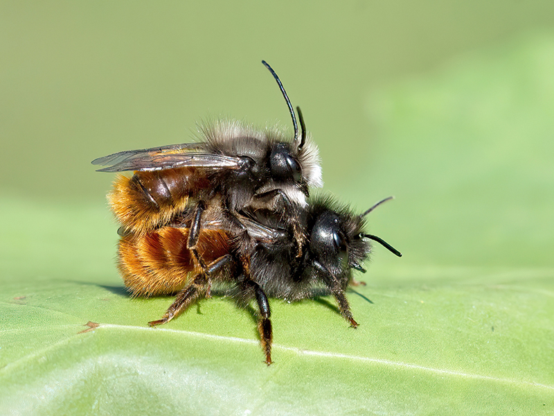 Osmia cornuta (Pärchen)