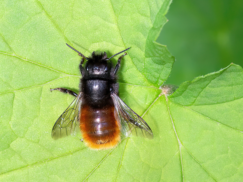 Osmia cornuta (Weibchen)
