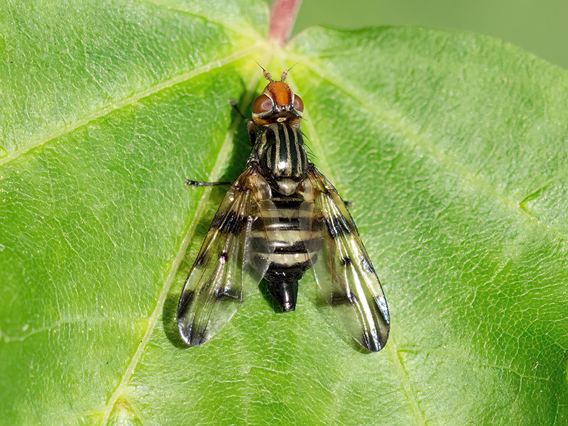 Otites porca