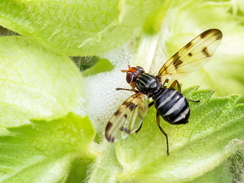 Otites porca
