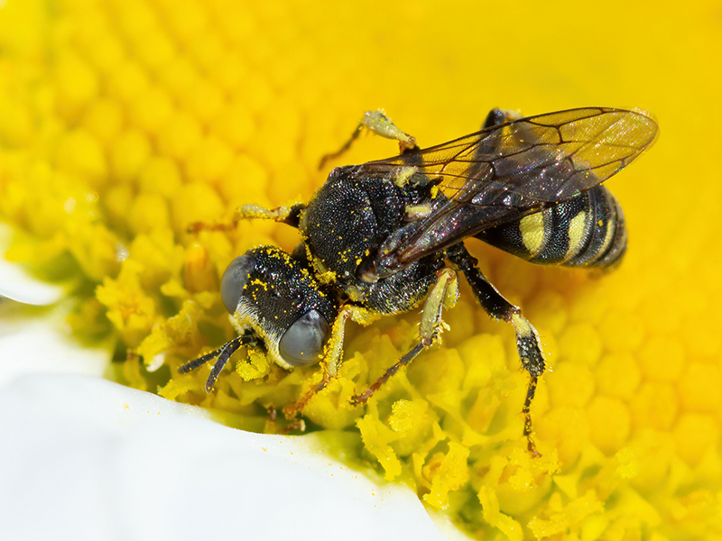 Oxybelus spec.