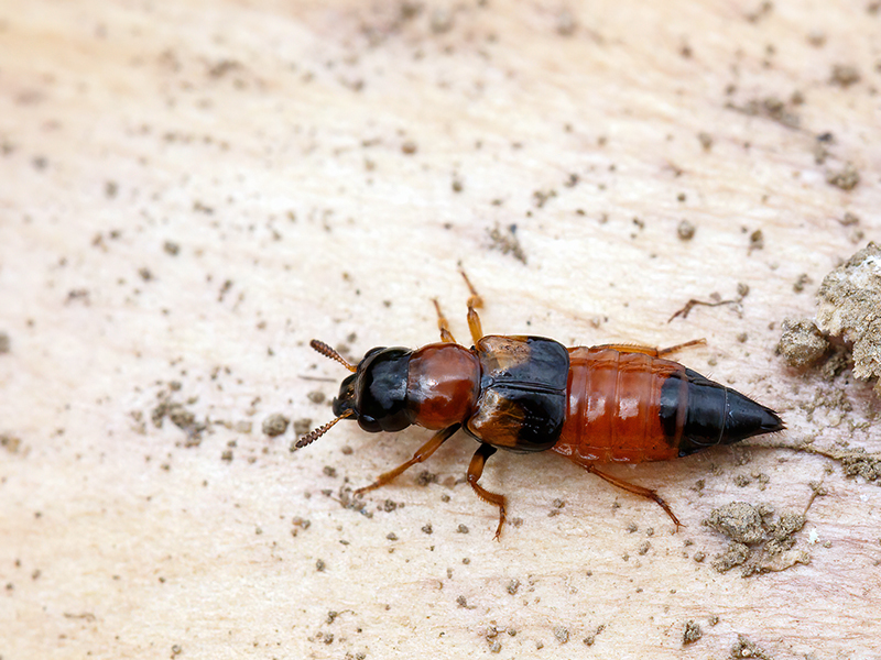 Oxyporus rufus