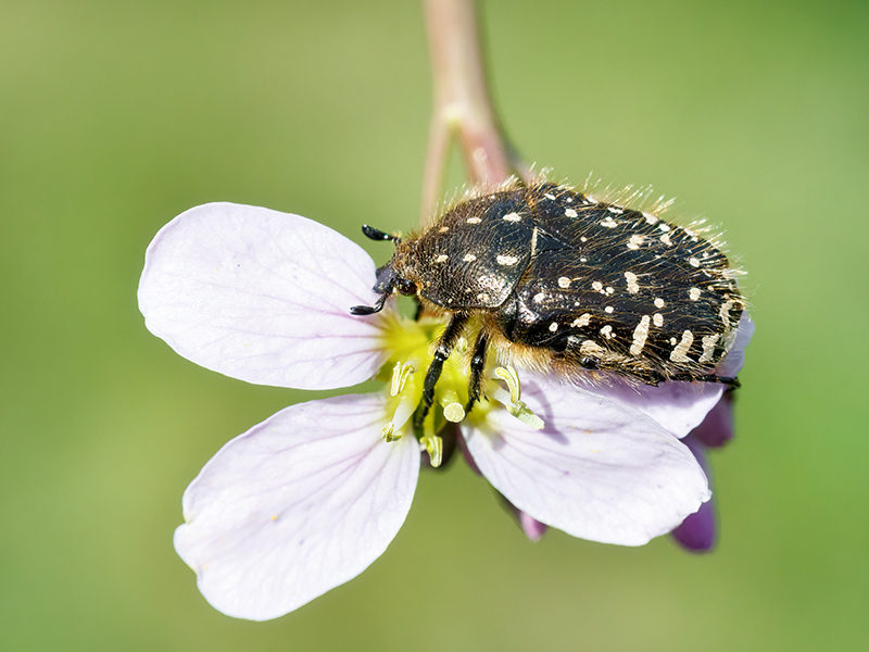 Oxythyrea funesta