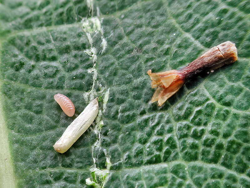 Ozirhincus millefolii (Larve)
